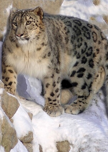 Serena the Snow Leopard