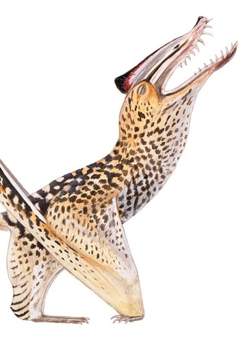 Sericipterus