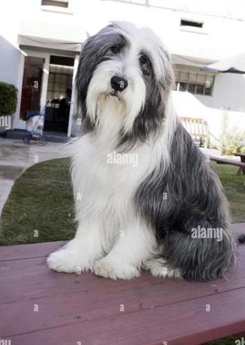 Shaggy Dog