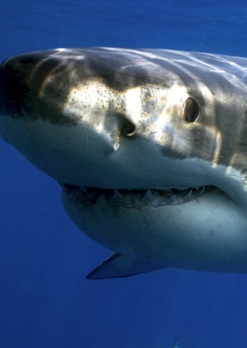 Shark