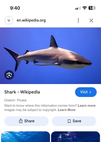 Shark