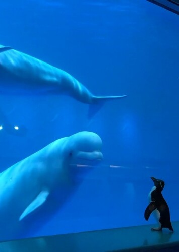 Shedd Aquarium