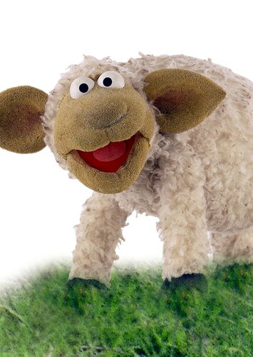 Sheep