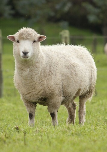 Sheep