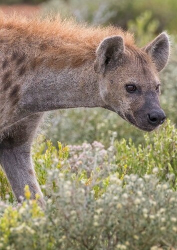 Shenzi