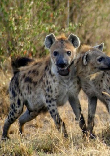 Shenzi