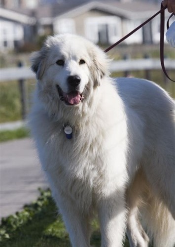 Shep