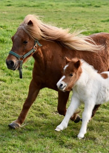 Shetland Pony