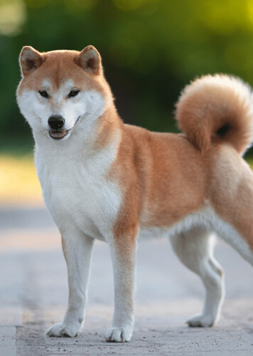 Shiba Inu
