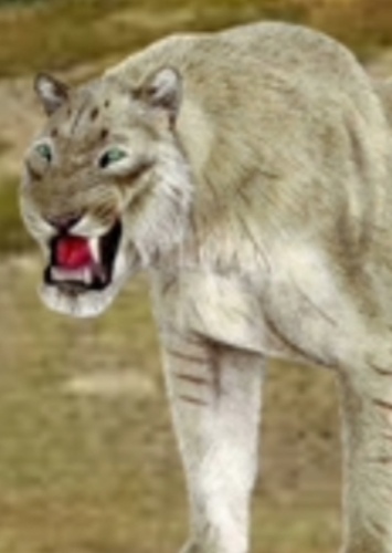 Shira