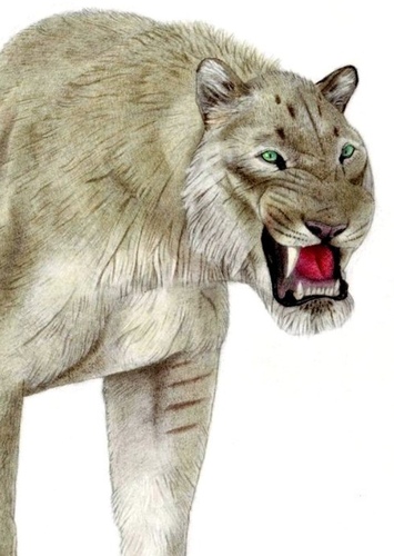 Shira