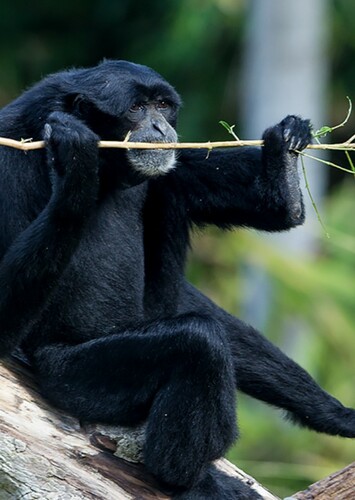 Siamang