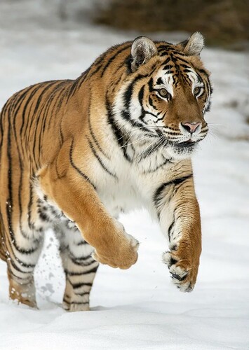 Siberian Tiger