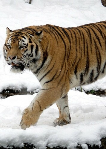 Siberian Tiger