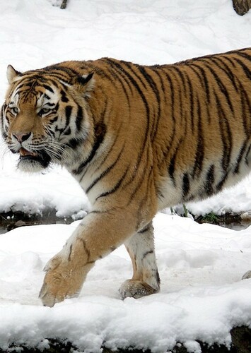 Siberian Tiger