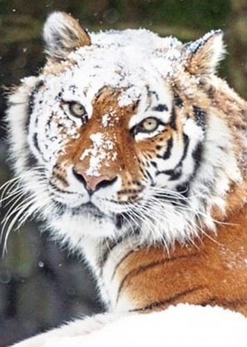 Siberian Tiger