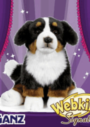 Signature Bernese Mountain Dog