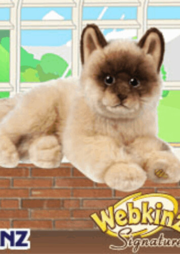 Signature Ragdoll Cat