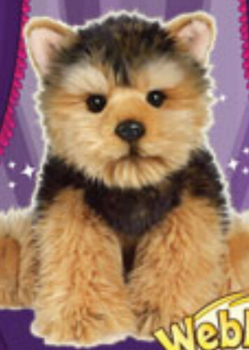 Signature Short Haired Yorkie