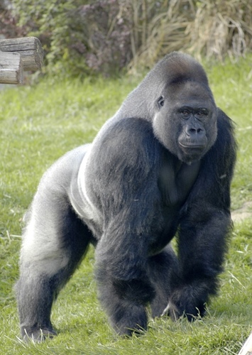 Silverback