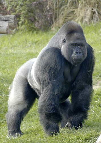 Silverback Gorilla