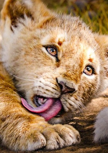 Simba