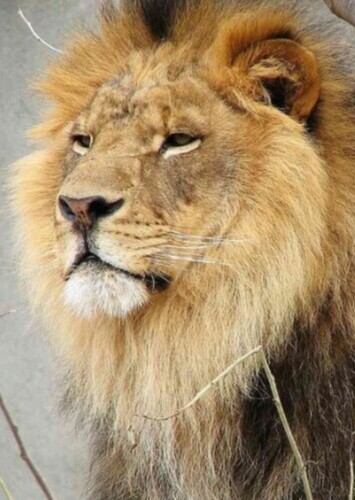 Simba