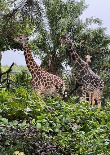 Singapore Zoo