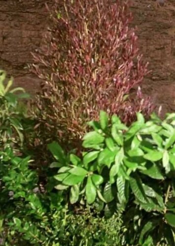 Singing Bush