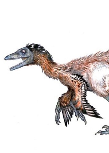 Sinovenator