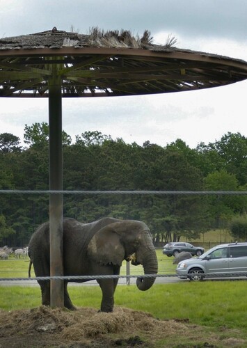 Six Flags Wild Safari
