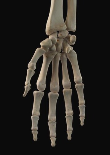 Skeleton