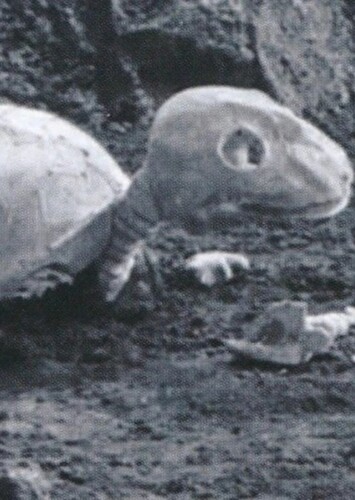 Skeleturtle