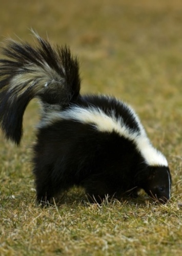 Skunk