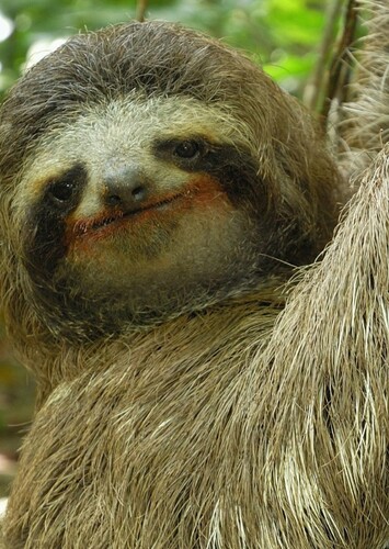 Sloth