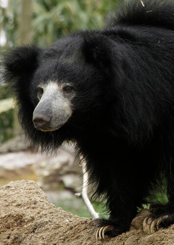 Sloth Bear