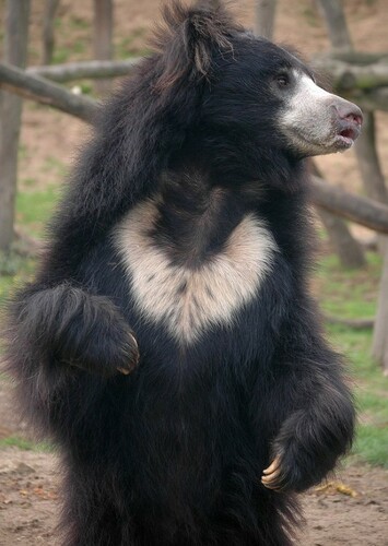 Sloth Bear