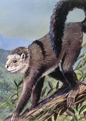 Smilodectes