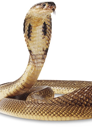 Snake