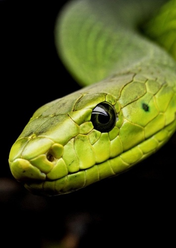 Snake