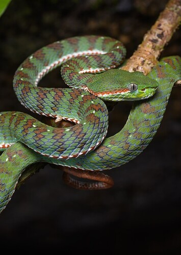Snake