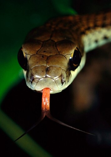 Snake