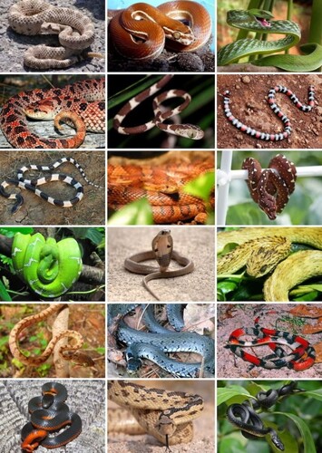 Snakes
