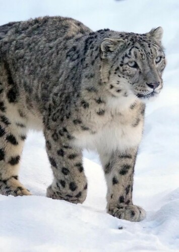 Snow Leopard