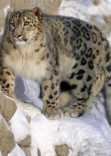 Snow Leopard