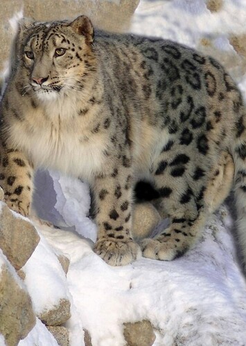 Snow Leopard