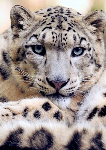 Snow Leopard