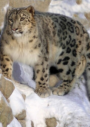 Snow Leopard