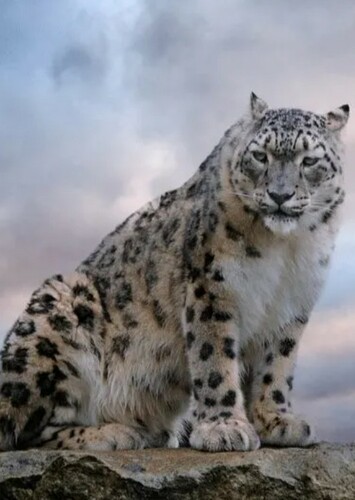 Snow Leopard