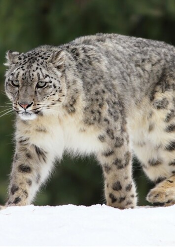 Snow Leopard